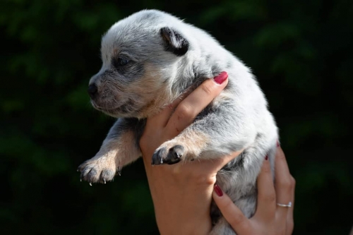 HAROLD II - male - 3 weeks old